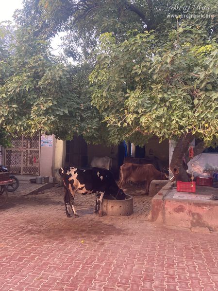 View of cows in Bhandirvan.