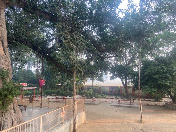 Beautiful branches of the ancient Vat Vriksh (tree) in Bhandirvan.