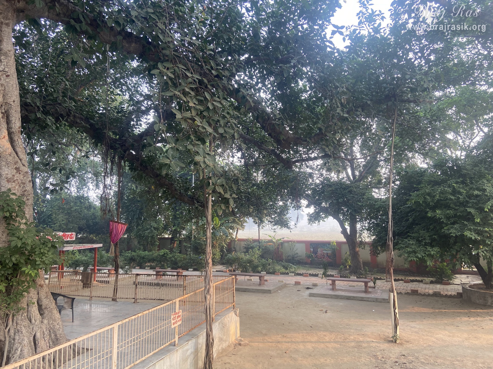 Beautiful branches of the ancient Vat Vriksh (tree) in Bhandirvan.