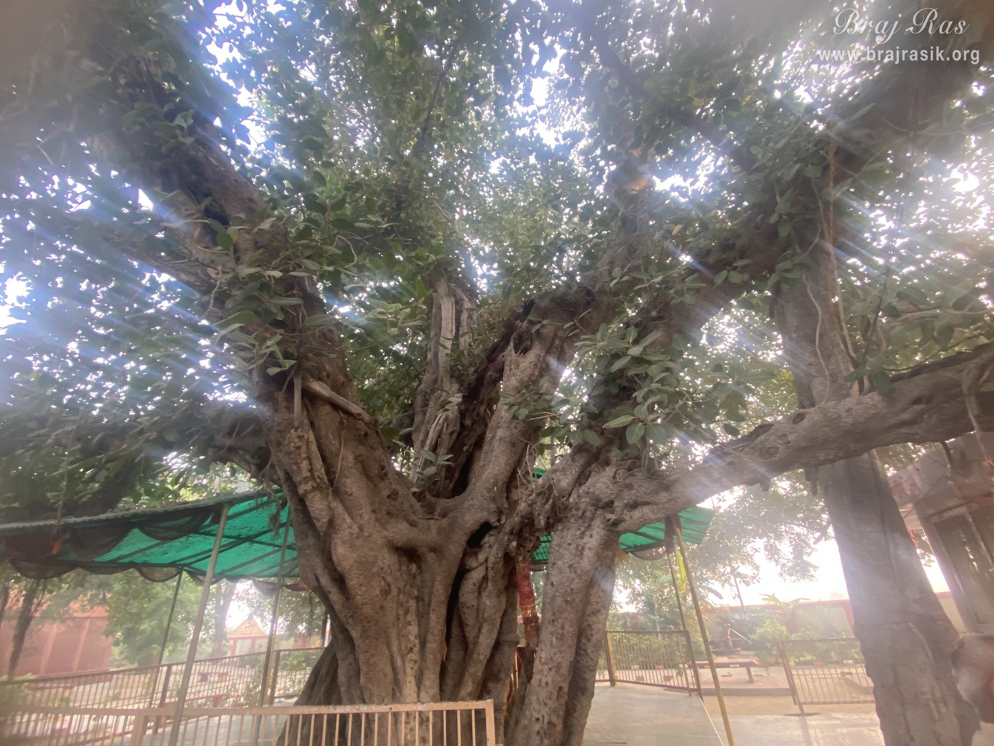 A nice view of the ancient Vat Vriksh (tree) of Bhandirvan where the marriage pastime of Shri Radha Krishn took place.