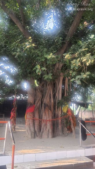 A long view of the Vanshivat tree, the place of raas pastimes of Shri Radha Krishn.