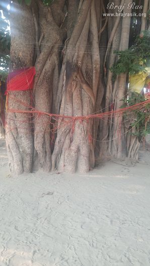 View of the trunk of Vanshivat tree.