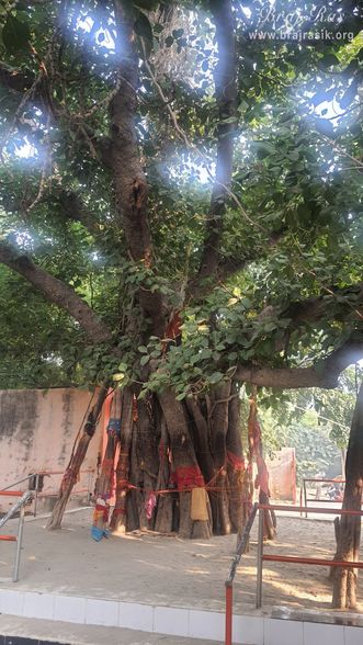 A nice view of the Vanshivat tree.