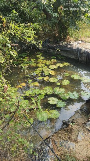 View of a water body created for the lotus flower near the Vanshivat.