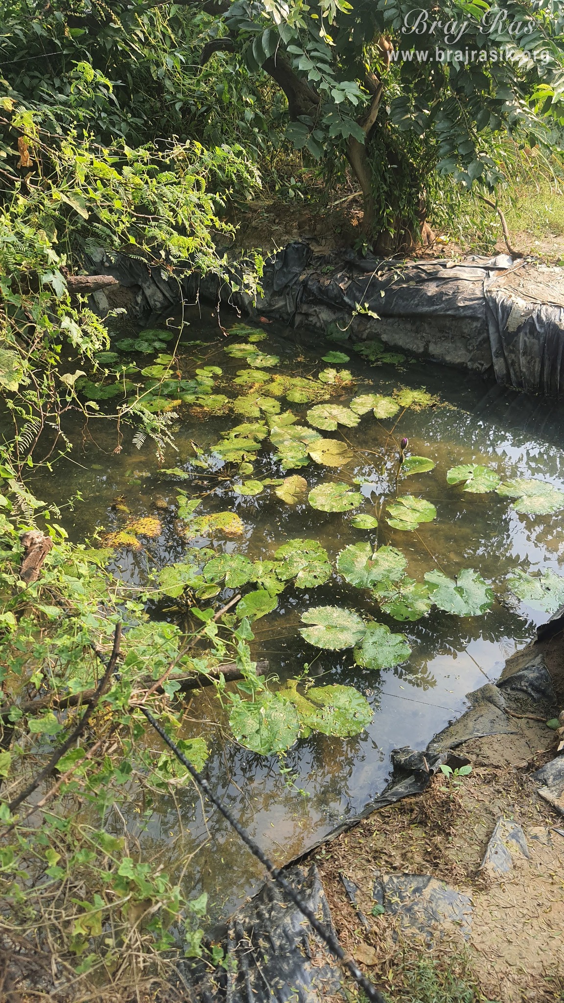 View of a water body created for the lotus flower near the Vanshivat.