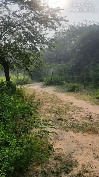 The beautiful forest of Vanshivat.