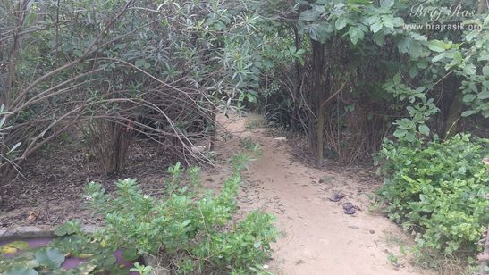 A nice view of the forest path near Vanshivat.