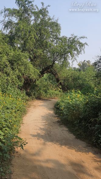 A nice view of the forest path in Vanshivat.