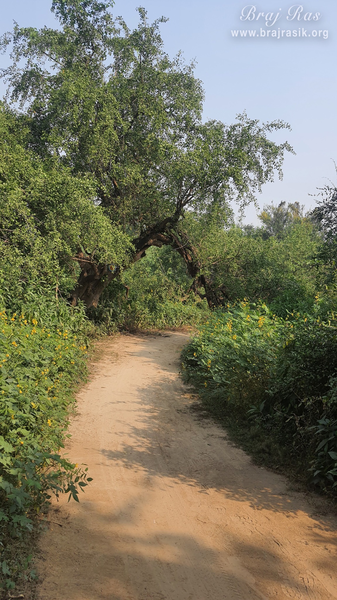 A nice view of the forest path in Vanshivat.