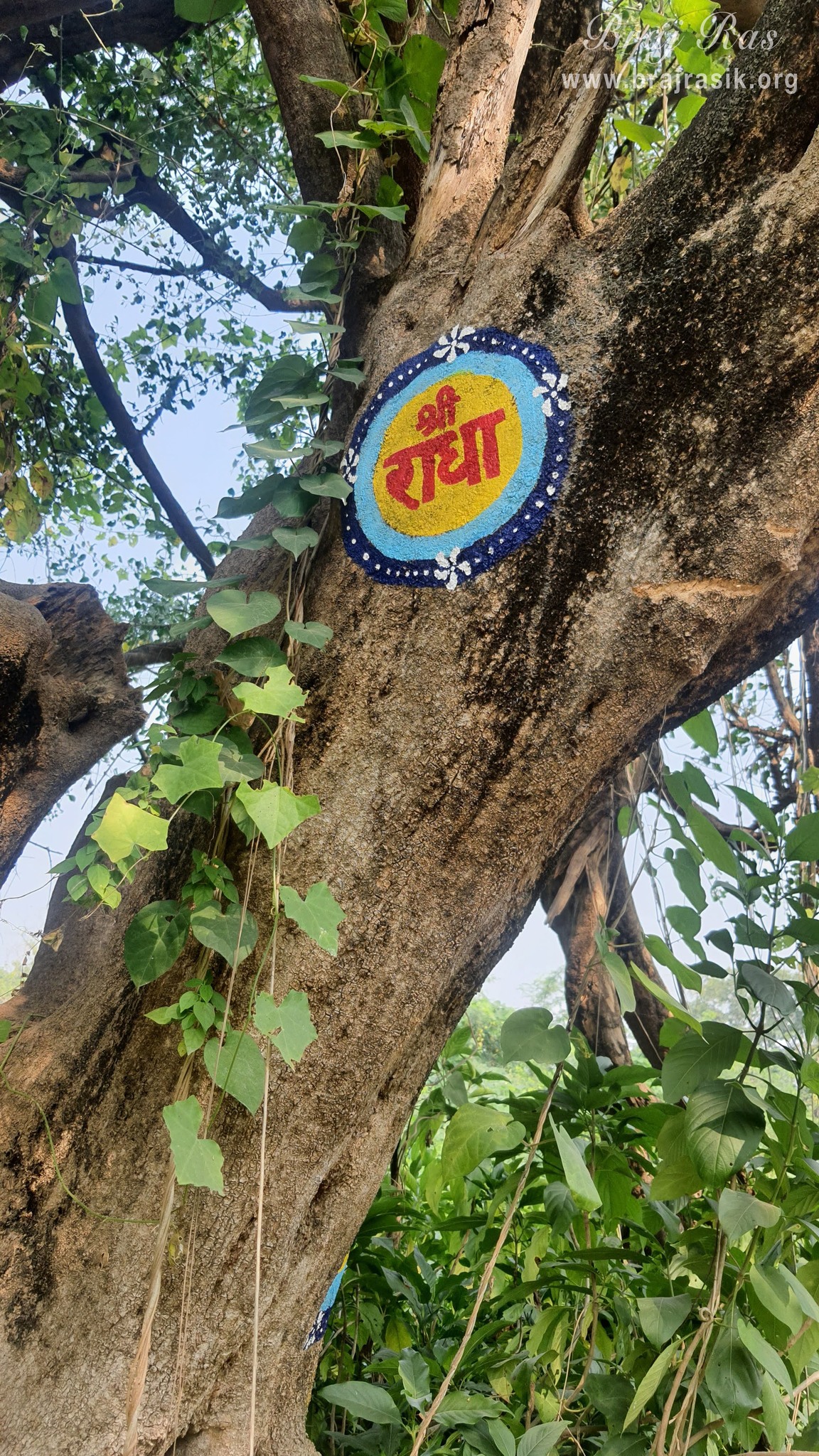 Shri Radha name is written on a tree in Vanshivat.