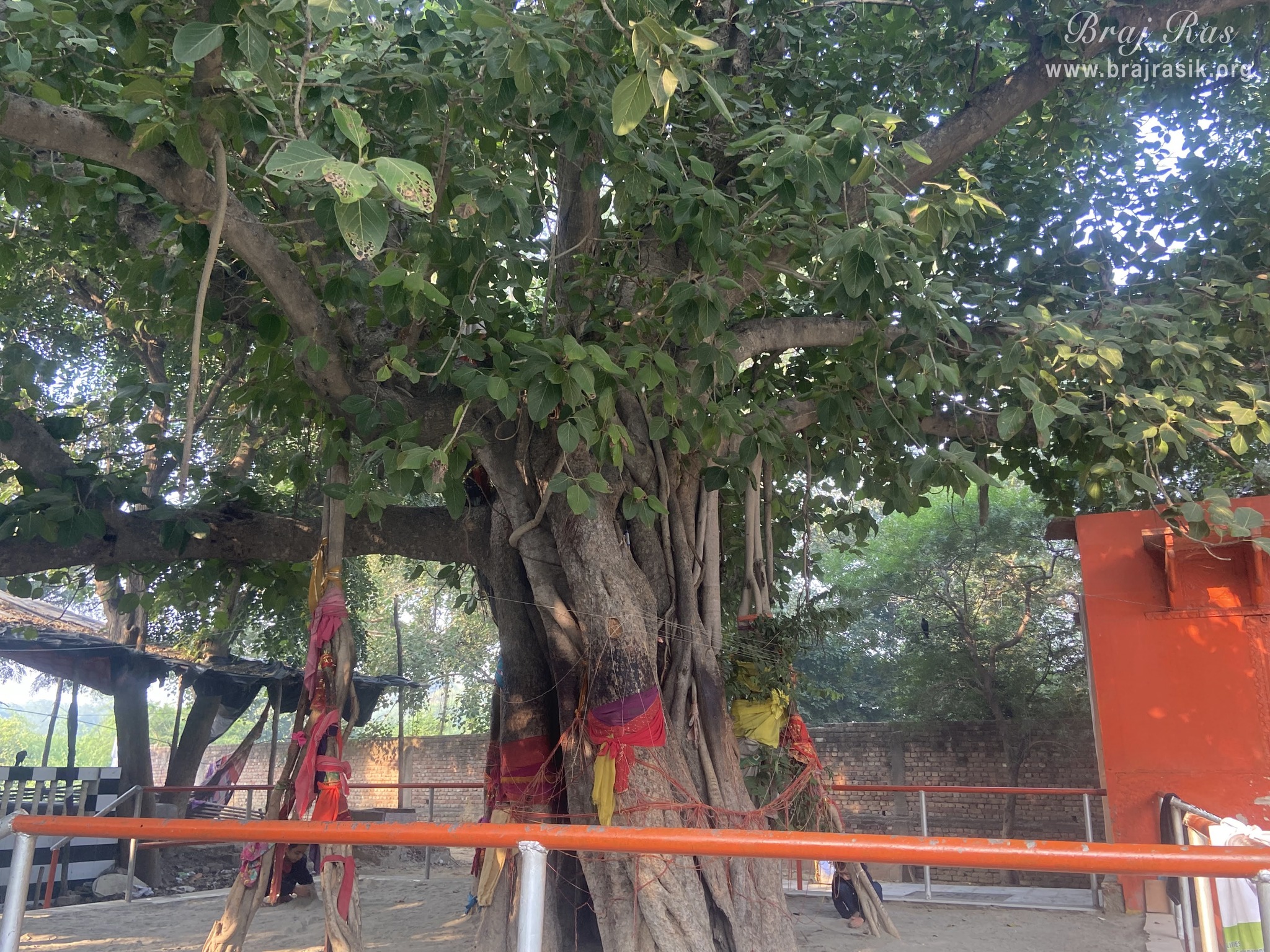 A pleasant view of trees in Vanshivat.