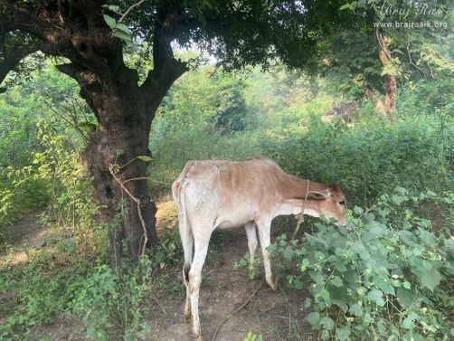 A cow wandering in the forest of Vanshivat.