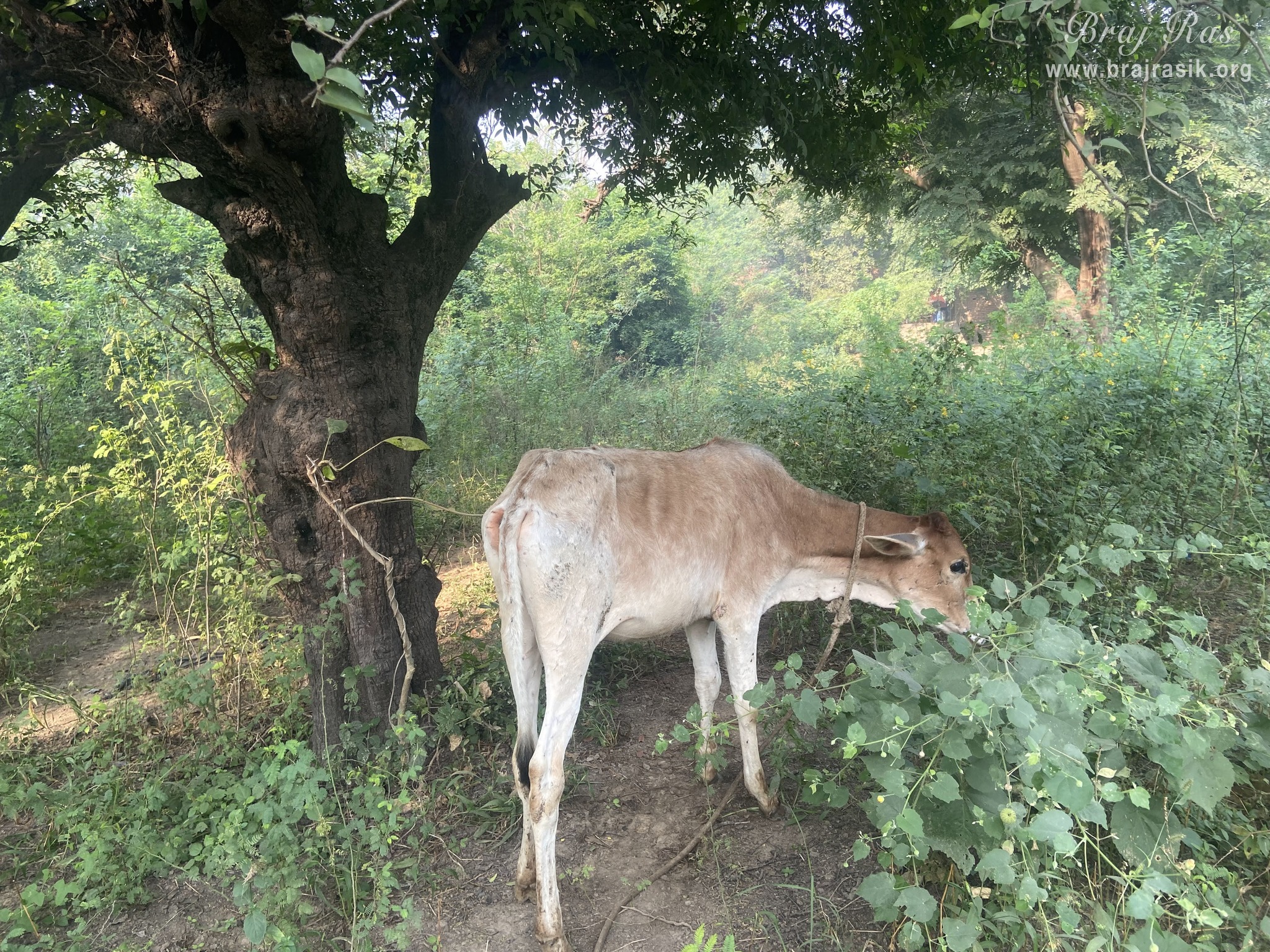 A cow wandering in the forest of Vanshivat.