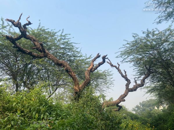 A nice view of trees in the forest of Vanshivat.
