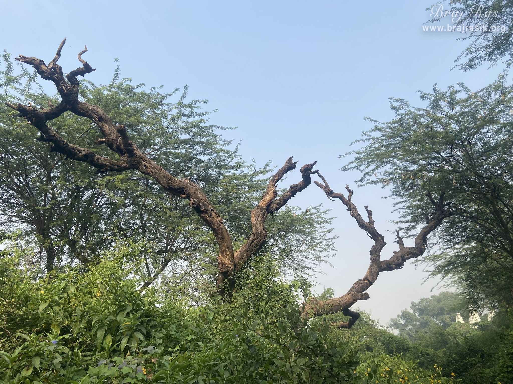 A nice view of trees in the forest of Vanshivat.