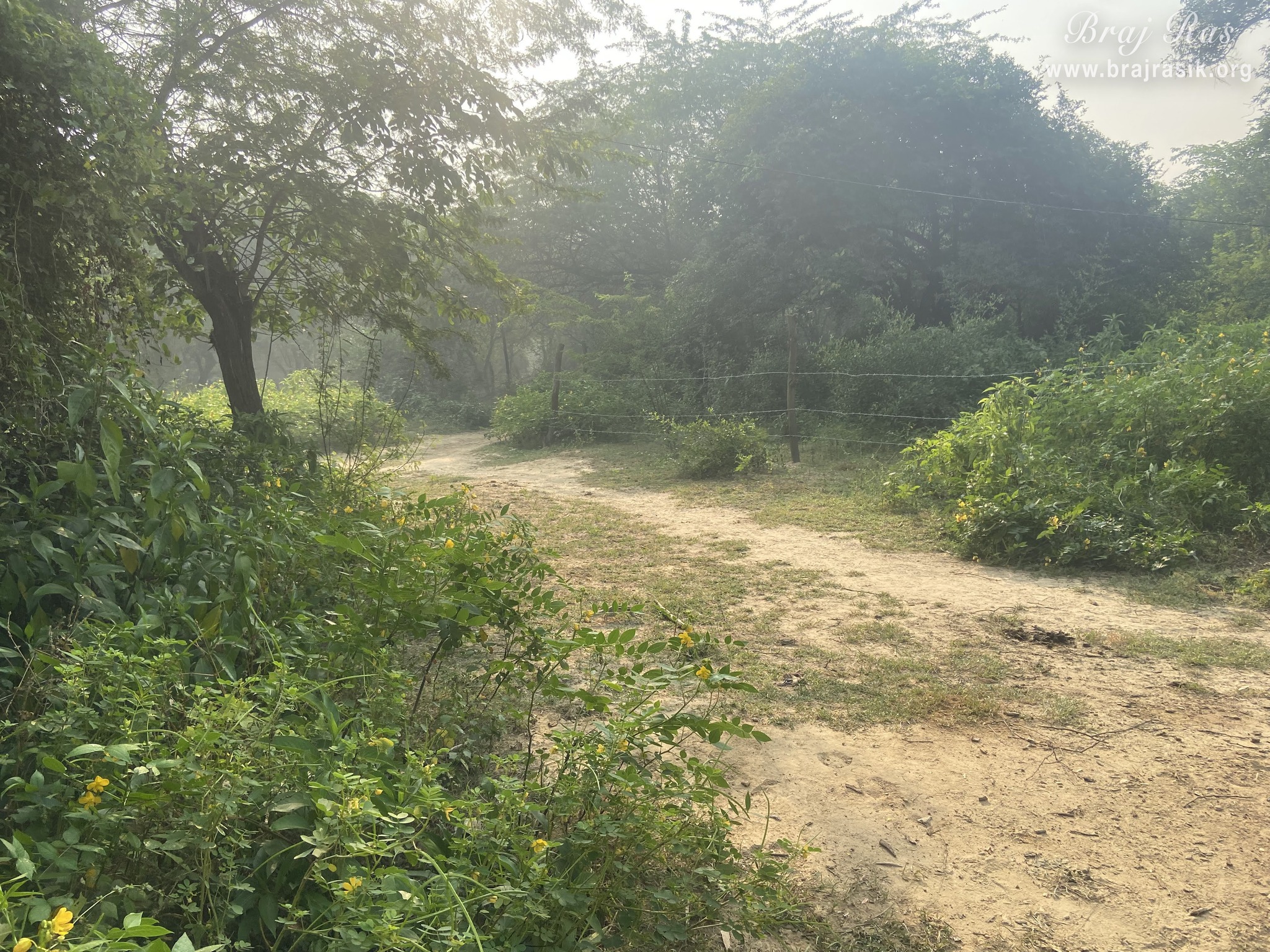A nice view of the beautiful path in the forest of Vanshivat.