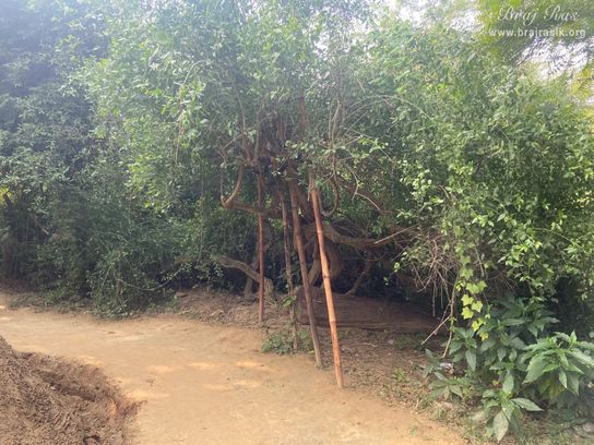 View of an old tree outside the bhajan kutir of the saints in Vanshivat.