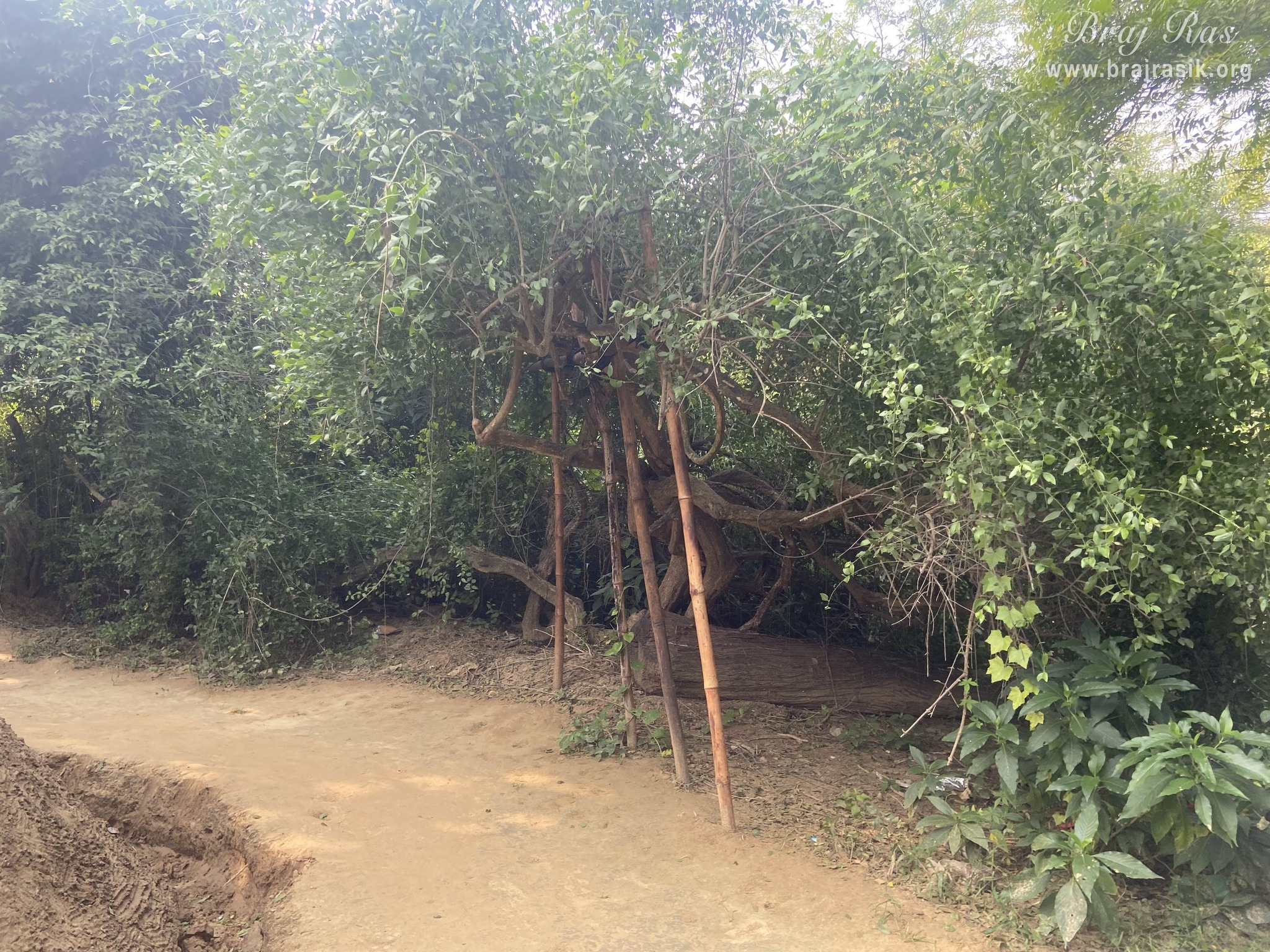 View of an old tree outside the bhajan kutir of the saints in Vanshivat.