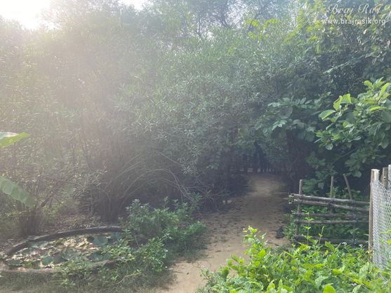 A nice view of the path leading to the forest in Vanshivat.