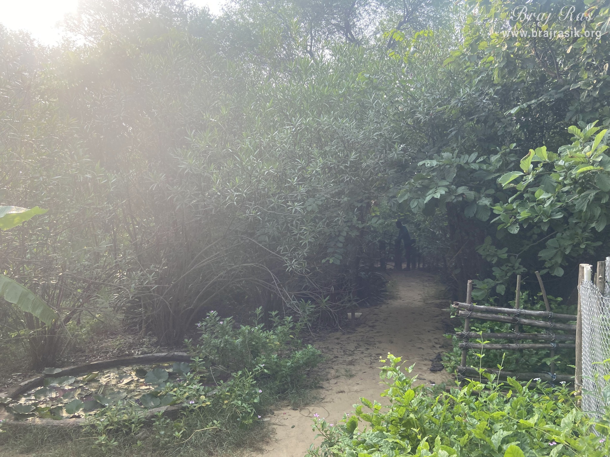 A nice view of the path leading to the forest in Vanshivat.