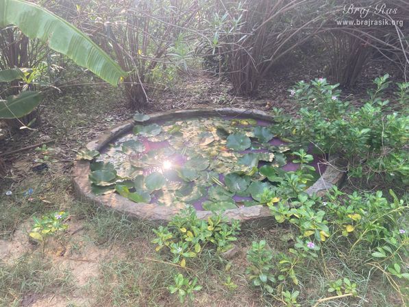A nice view of the water body created for lotus flowers in Vanshivat.