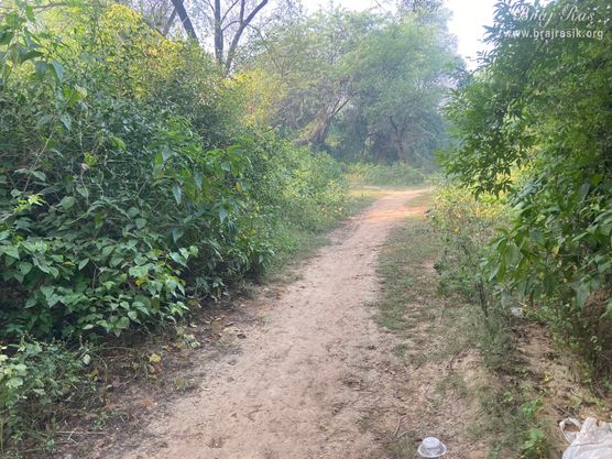 A pleasant view of the path leading to the forest in Vanshivat.