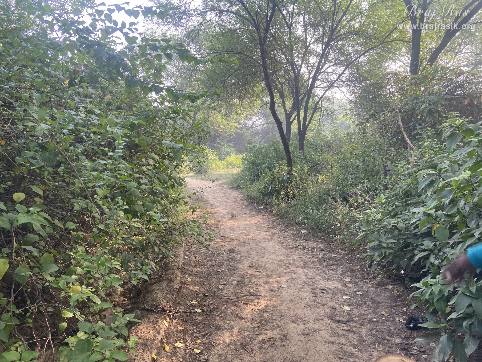 Another pleasant view of the path leading to the forest in Vanshivat.