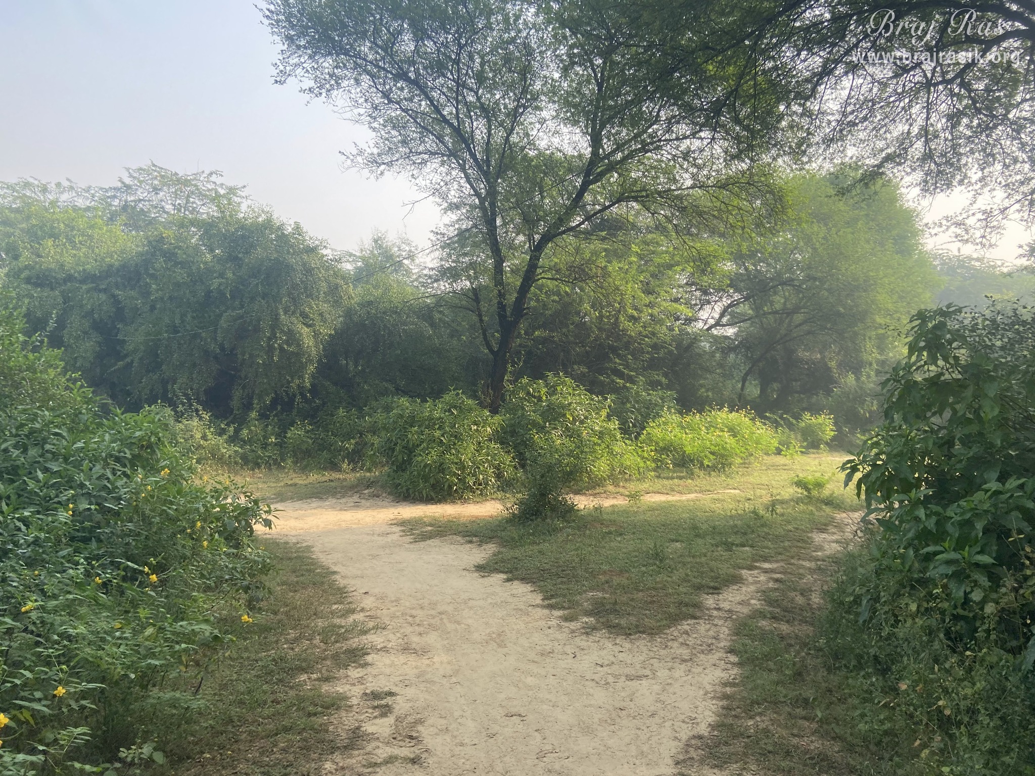 Pleasant view of the forest in Vanshivat.