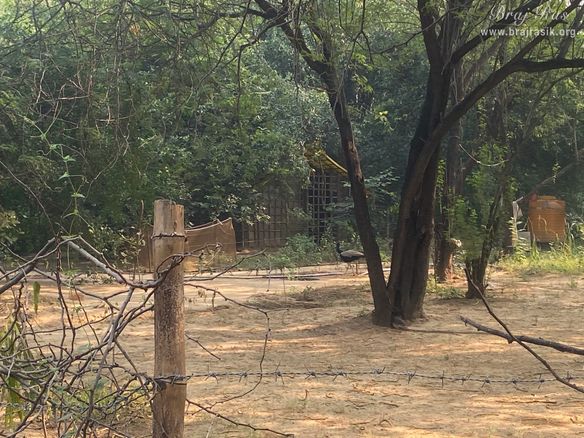Beautiful peacock in the beautiful forest in Vanshivat.