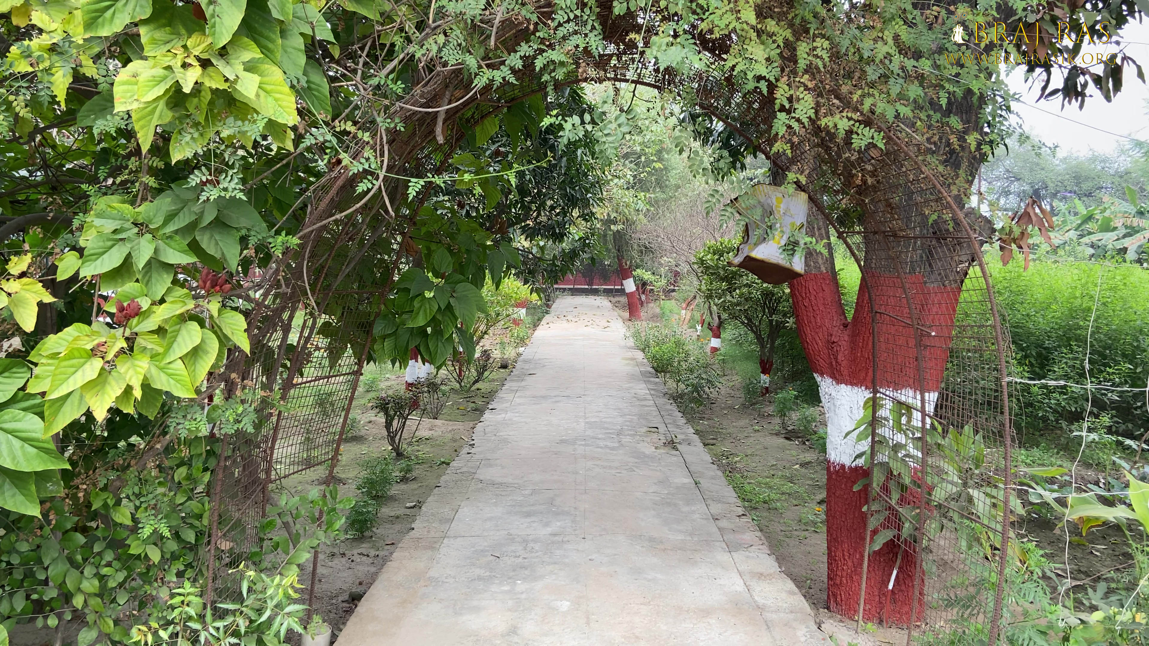 निकुंज वन का सुंदर दृश पानी गाँव, परिक्रमा मार्ग, वृंदावन 