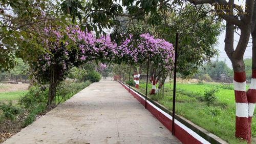 Pathway Surrounded by pink flowers of Nikunj Van, Parikrama Marg, Vrindavan, Panigaun