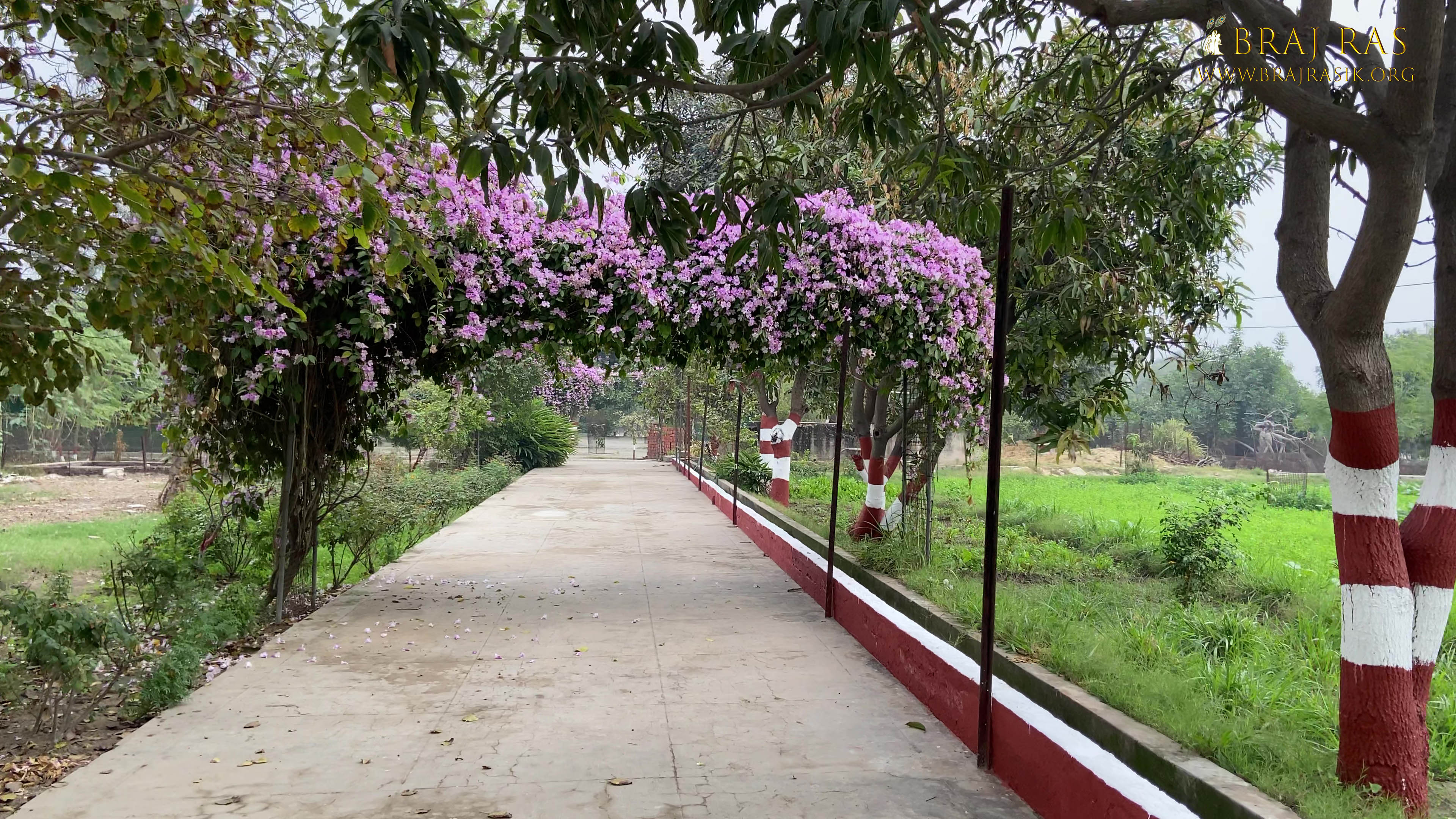 निकुंज वन का मार्ग सुंदर गुलाबी फूलों से सजा एक सुंदर दृश पानी गाँव, परिक्रमा मार्ग, वृंदावन 