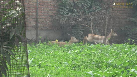 Nikunj Van, surrounded by deers at Parikrama Marg, Vrindavan, Panigaun