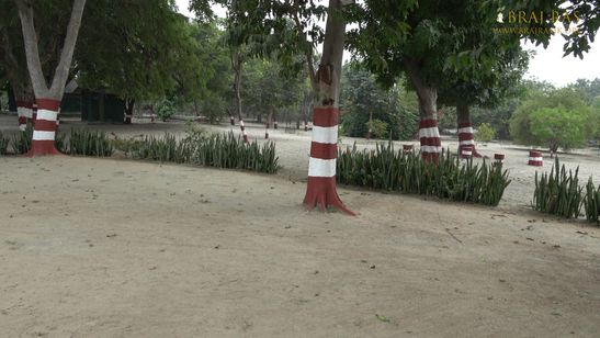 Nikunj Van, surrounded by trees at Parikrama Marg, Vrindavan, Panigaun