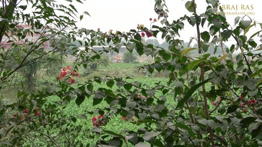 Outside view of Nikunjvan at Parikrama Marg, Vrindavan, Panigaun