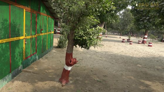 Glimpses of Nikunj Van located at Parikrama Marg, Vrindavan, Panigaun