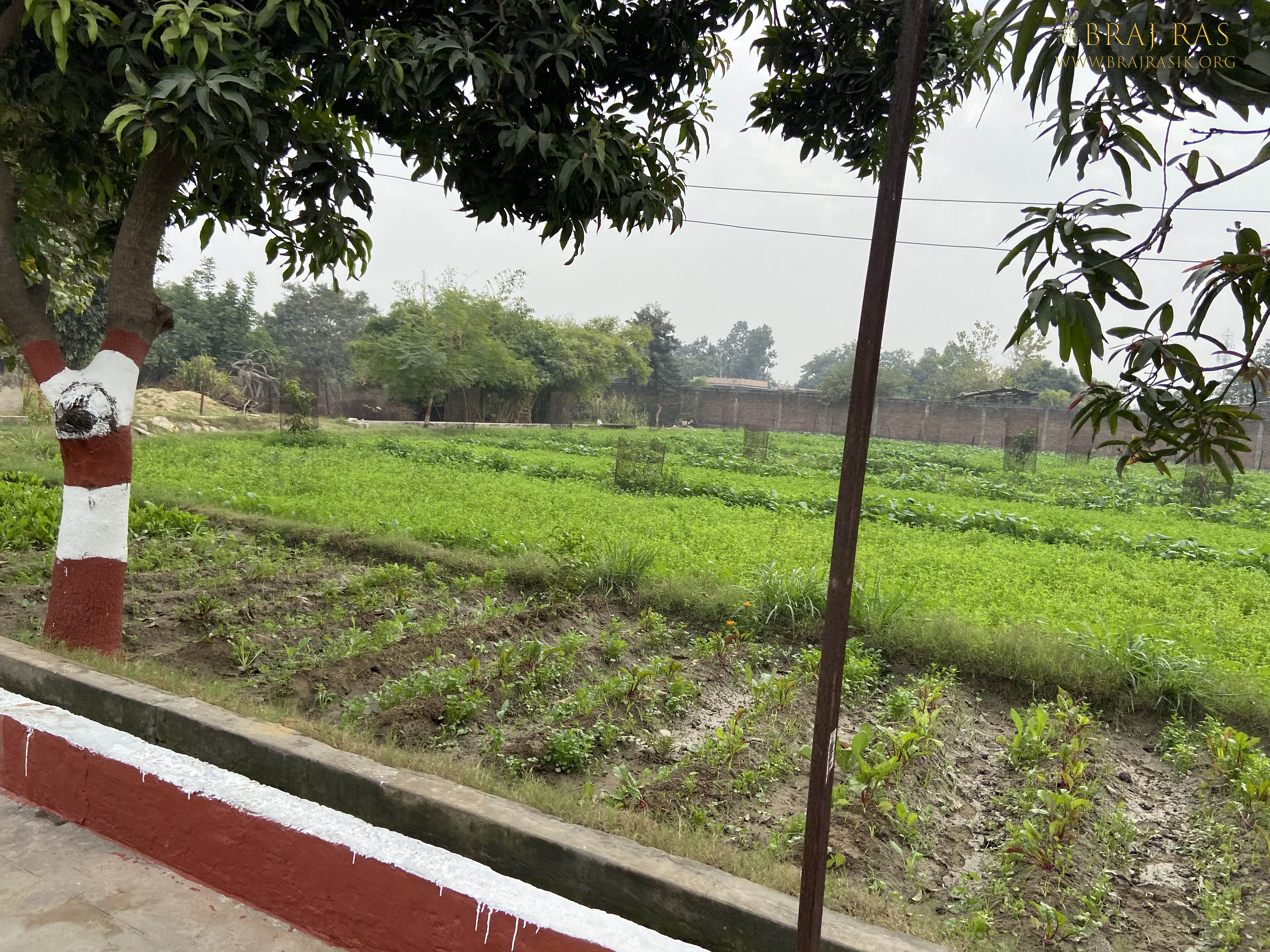 निकुंज वन में खेतों का दृश्य जो परिक्रमा मार्ग, वृंदावन में स्थित है 