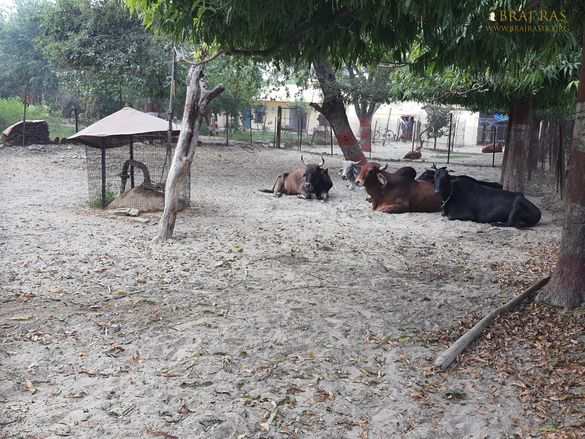 Cows resting at Nikunj Van located at Parikrama Marg, Vrindavan, Panigaun