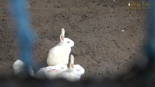 Glimpses of Rabbits at Nikunj Van located at Parikrama Marg, Vrindavan, Panigaun