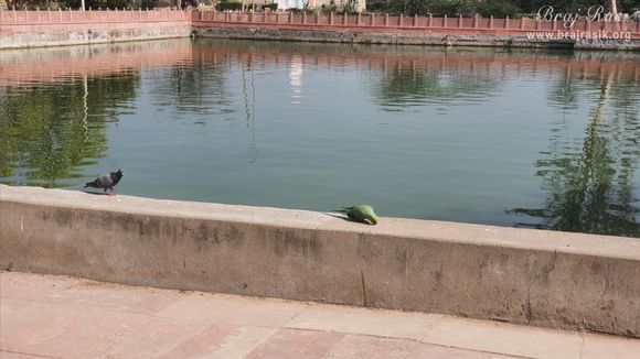 Birds eating grains at Krishn Kund in Madhuvan - Braj.