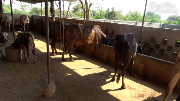View of cows in a cowshed in Madhuvan - Braj.