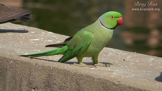 A parrot seated at Krishn Kund in Madhuvan - Braj.