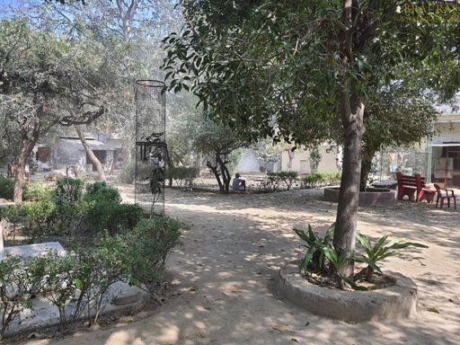 View of beautiful trees inside Bhagwat Niwas, Vrindavan.