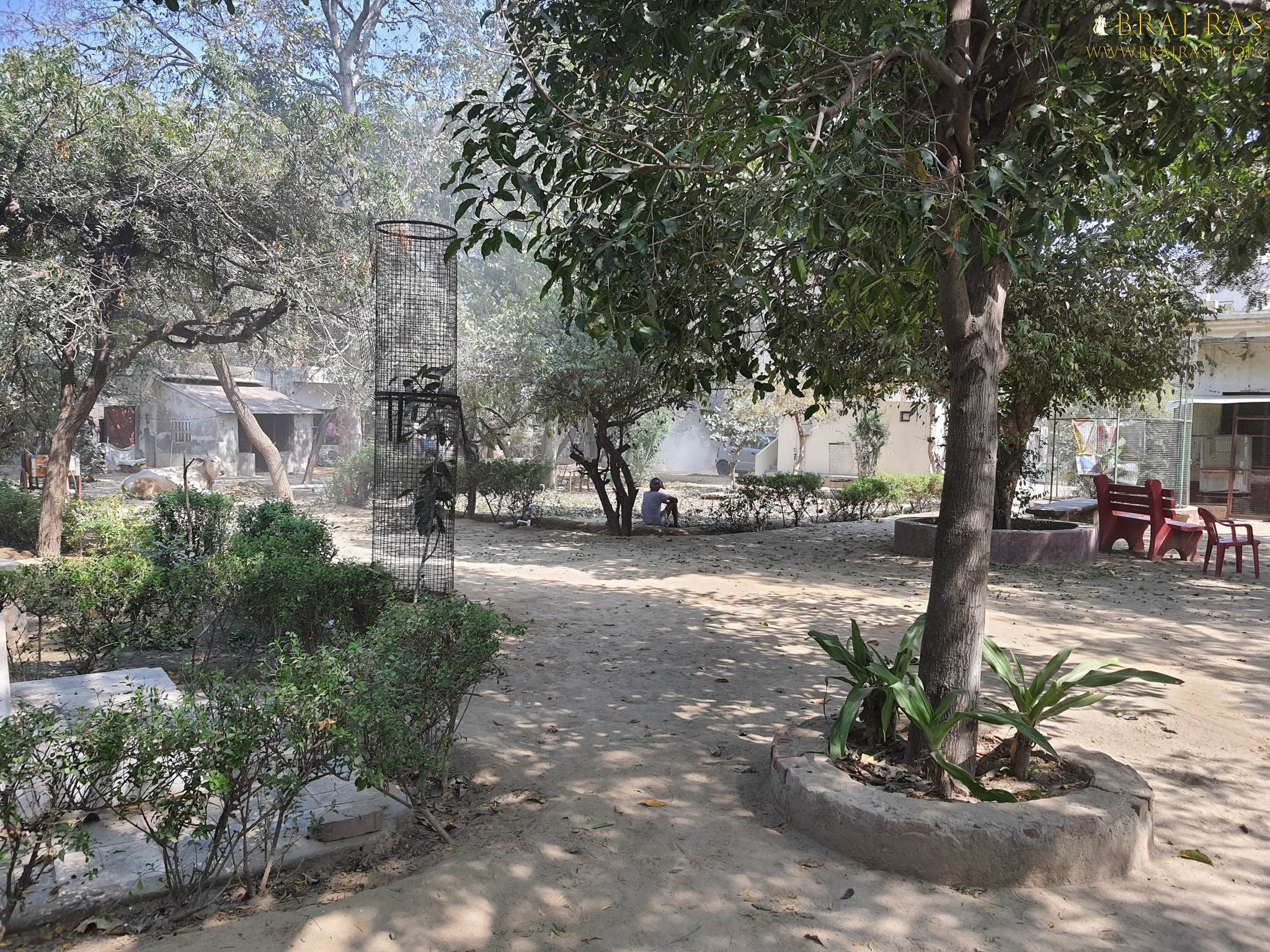 View of beautiful trees inside Bhagwat Niwas, Vrindavan.
