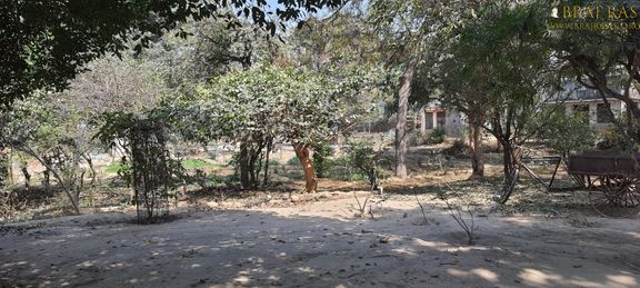 View of the trees inside Bhagwat Niwas, Vrindavan.