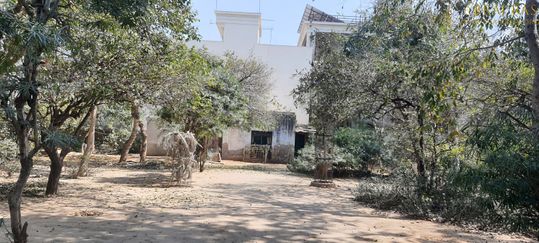 A nice view of the trees inside Bhagwat Niwas, Vrindavan.