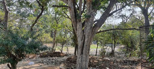 Forestial view inside Bhagwat Niwas, Vrindavan.