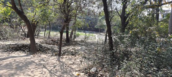 A forest view of Bhagwat Niwas, Vrindavan.