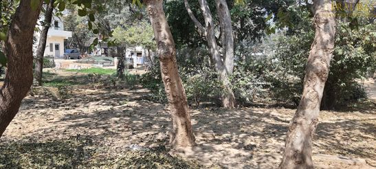 Beautiful trees inside Bhagwat Niwas, Vrindavan.
