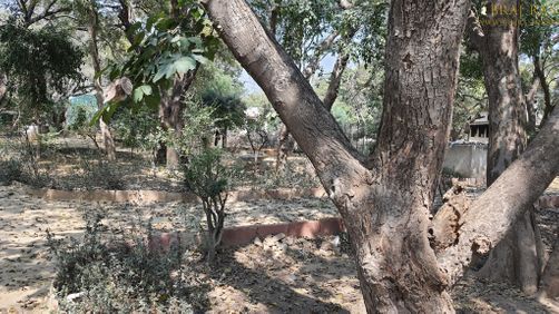 View of old trees in Bhagwat Niwas, Vrindavan.